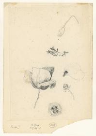 Mohnblume, Details