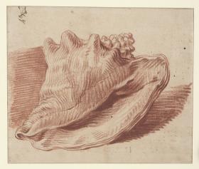 Studie einer Muschel (Strombus occipitirinus)