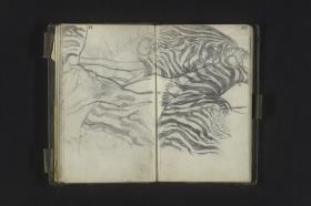 Studien eines Zebras