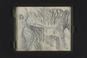 Zebrastudien