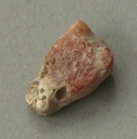 Tierkopf