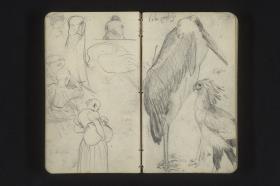 Figurenstudien, Vogelstudien aus dem Zoo in Köln