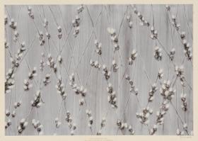Kleisterpapier (Weidenkätzchen)