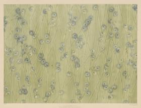 Kleisterpapier (mit floralen Motiven)