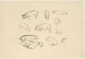 Schweine