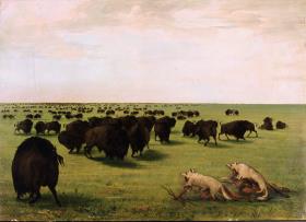 Bisonjagd in Wolfs-Verkleidung