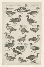Enten