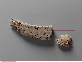 Hornfragmente eines Rindes