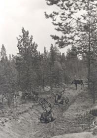 Rentiere im Kiefernwald