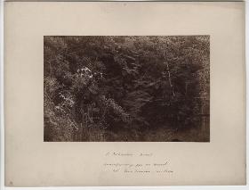 Baumfarngruppe im Urwald. Kol. Dona Francisca, Serrastraße