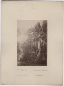Botanischer Garten. Arenga Palmen/Rarenala.
