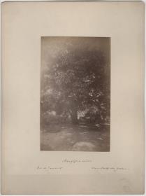 Mangifera indica. Warnsdorffscher Garten.