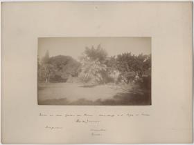 Partie aus dem Garten des Herrn Warnsdorff a. d. Lagoa de Freitas. Mangobaum/ Assaipalme/Cycadee