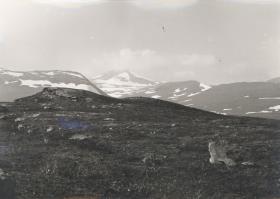 Merkenesvagge