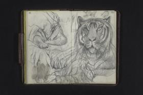Studien eines Tigers