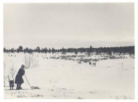 Rentierherde im Winter