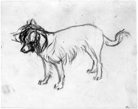 Stehender kleiner Hund nach links