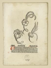 Knoblauch aus: Johannes de Cuba: Hortus sanitatis. 1485