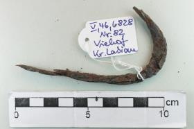 Sporenfragment