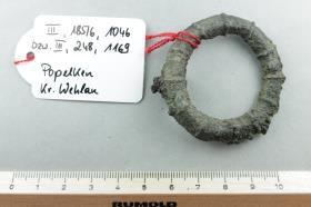 Ringfibel