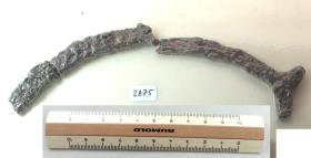 Steigbügelfragment
