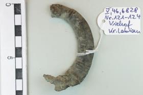 Hufeisenfibelfragment