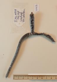 Stachelsporn
