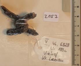 Steigbügelfragment