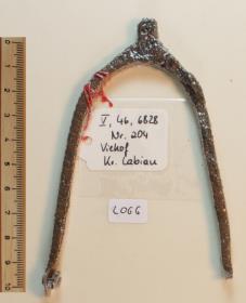 Stachelsporn