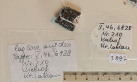 Steigbügelfragment