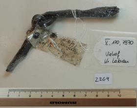Trensenfragment