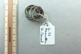 Spiralfingerring