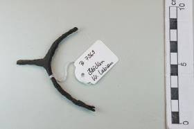 Stachelsporn