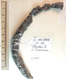 Steigbügelfragment