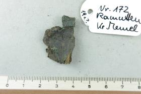 Gürtelriemenfragment