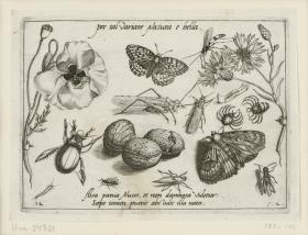 Klatschmohn (Papaver rhoeas L.) - Edelfalter (Lepidoptera Nymphalidae) - Schlupfwespe (Hymenoptera Ichneumonidae) - Kornblume (Centaurea cyanus L.) - Singschrecke (Orthoptera Ensifera Tettigonia) - Steinfliege (Plecoptera) - Spinne (Arachnoidea) - Silberfischchen (Zygentoma Lepisma) - Gelbrandkäfer (Coleoptera Dytiscidae Dytiscus Great) - Wespe (Hymenoptera Vespidae) - Walnuß (Steinkern) (Juglans regia L.) - Raubfliege (?) (Diptera Asiliae (?)) - Eule (?) (Lepidoptera Noctuidae (?)) - Feldheuschrecke (?) (Orthoptera Caelifera (?)) (= Archetypa Stvdiaqve Patris Georgii Hoefnagelii Iacobus F - PARS II, 12)