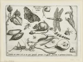 Schwarze Maulbeere (Morus nigra L.) - Tagpfauenauge (Lepidoptera Nymphalidae Inachis io) - Phantasieschnecke) - Großlibelle (Larve) (Odonata Anisoptera Libellulidae) - Gladiole (Gladiolus spec.) - Miesmuschel (Bivalvia Mytilidae Mytilus edulis L.) - Großlibelle (Larve) (Odonata Anisoptera Libellulidae) - Kerze) - Eintagsfliege (?) (Ephemeroptera (?)) - Hausmaus (Muridae Mus musculus) - Lavendel (Lavandula angustifolia MILL.) - Spinne (Arachnoidea) - Warzenbeißer (?) (Orthoptera Ensifera Decticus (?)) - Hyazinthe (Hyacinthus orientalis L.) - Nicht bestimmbares Objekt) - Labkrautschwärmer (Raupe) (Lepidoptera Sphingidae Hyles gallii) - Eintagsfliege (Ephemeroptera) - Birne (Pyrus communis (L.) BATSCH) - Zünslerartige (Lepidoptera Pyraloidea) (= Archetypa Stvdiaqve Patris Georgii Hoefnagelii Iacobus F - PARS I,10)