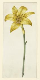 Liliaceen (Lilie, gelb)