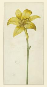 Liliaceen