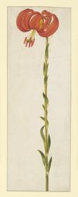 Chalzedonische Lilie (lilium chalcedonicum), scharlachrot)