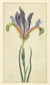 Gras-Schwertlilie (iris graminea) (?), violett/versicolor