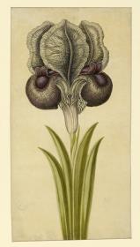 Iris susiana (Dame in Trauer)(Liliaceen)