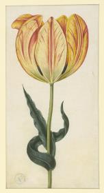 Tulpe, gelb/rot geflammt