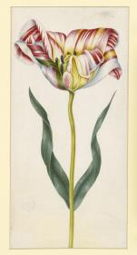 Tulpe