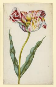 Tulpe
