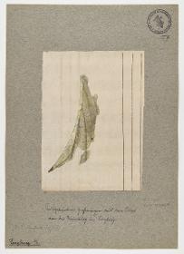 Gewandstudie (Fragment eines Pluviales ?)