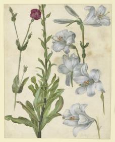 Vexiernelke und Lilien