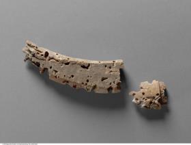 Hornfragmente eines Rindes