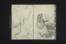 Vogel- und Rabenstudien, Maschenzaun der Voliere