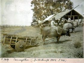 Ochsenkarren